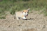 CORGI PEMBROKE 741